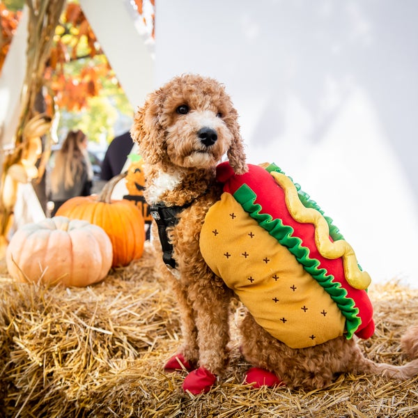 Dog in a hotdog halloween costume
