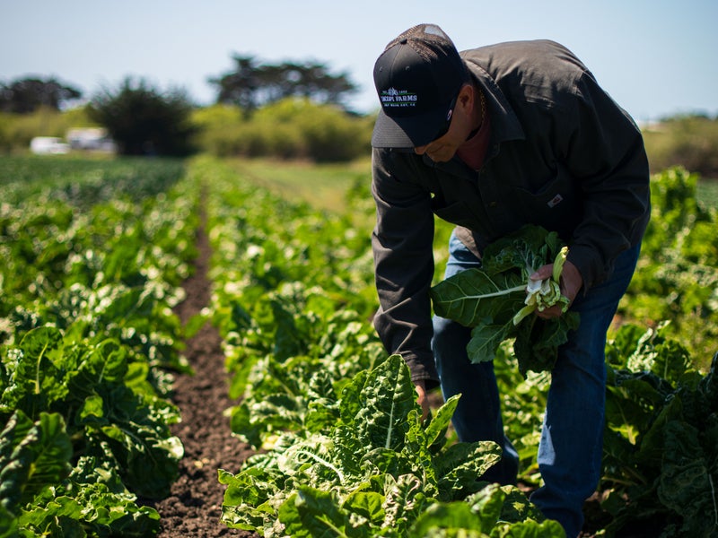 Person tending to plants in a field
