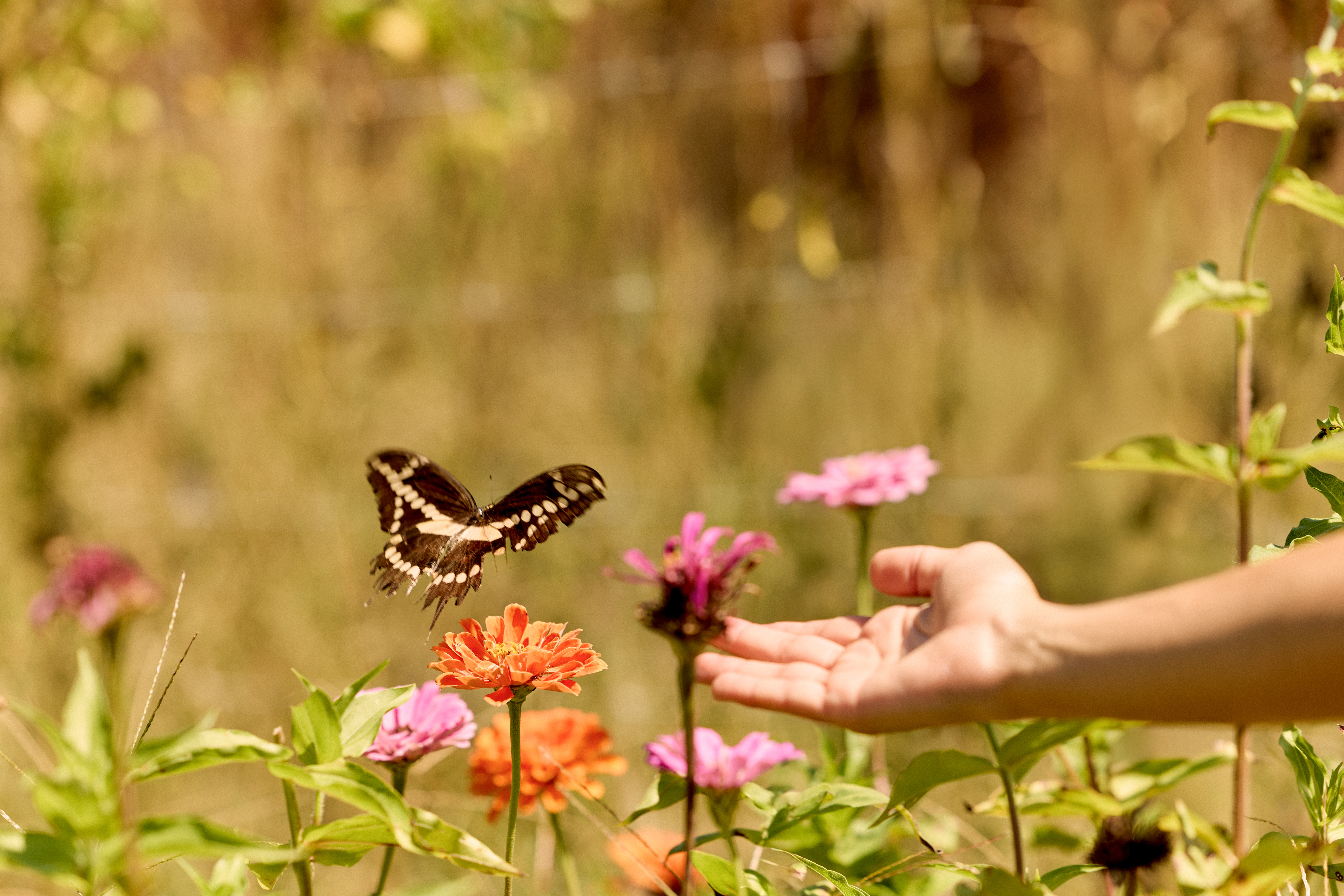 A hand reaching out to a butterfly in a field of flowers