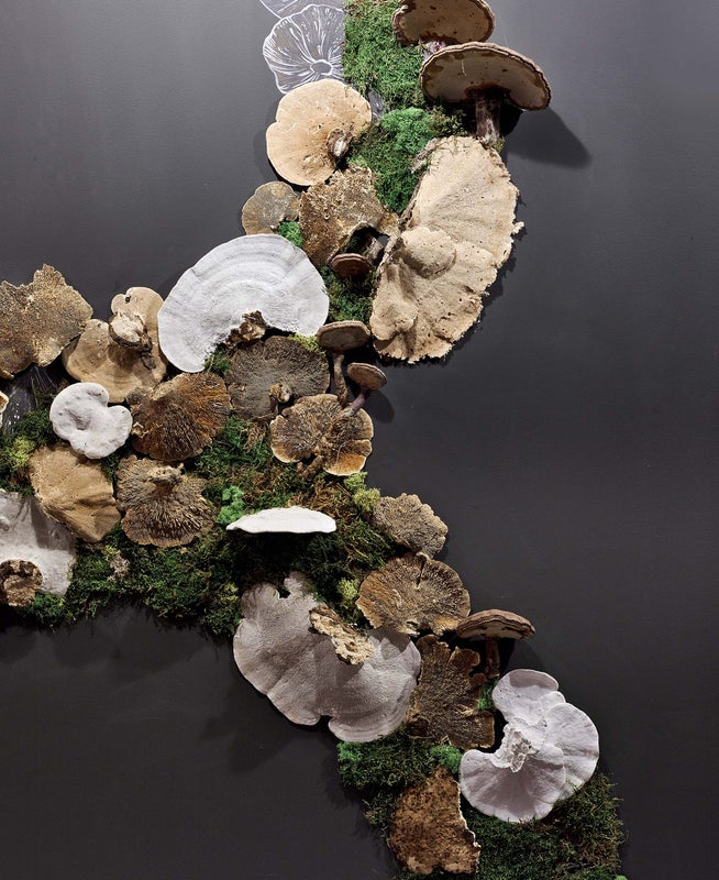 fungus art installation
