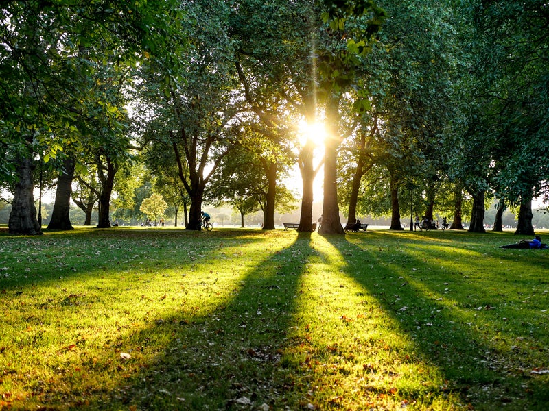 Park with trees