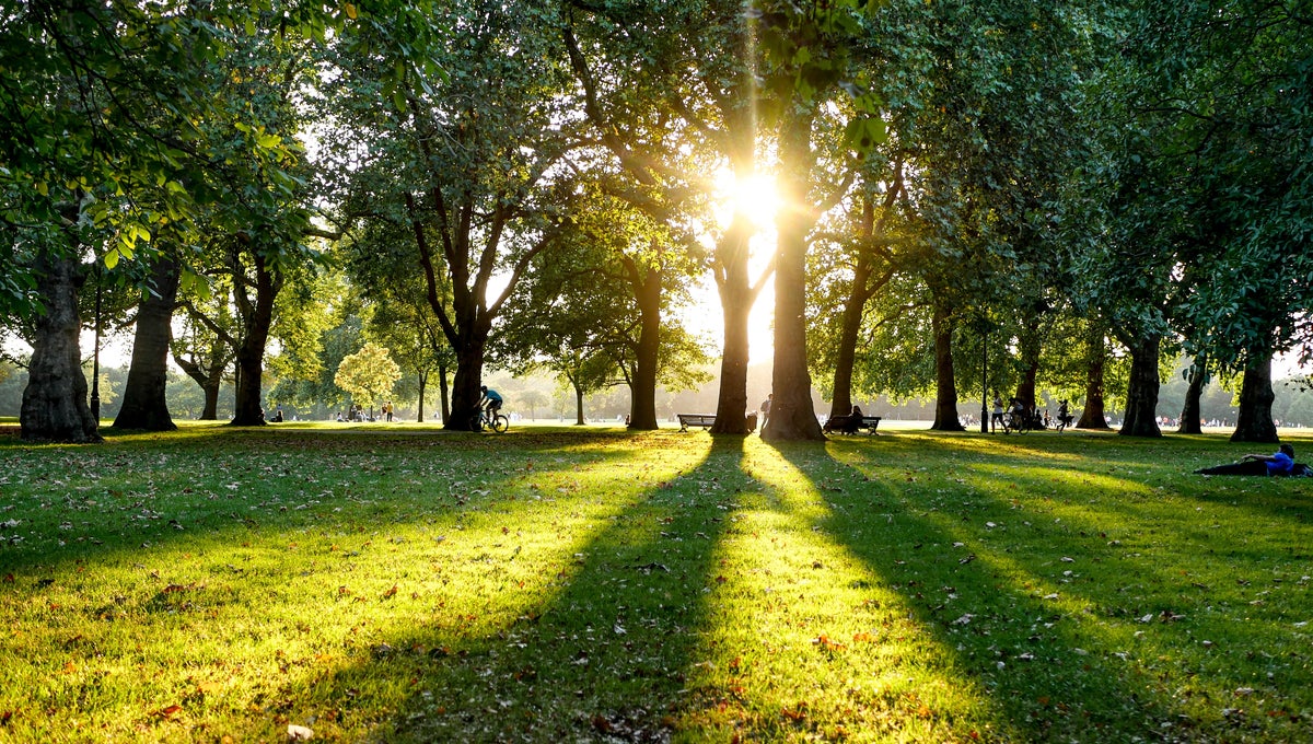 Park with trees