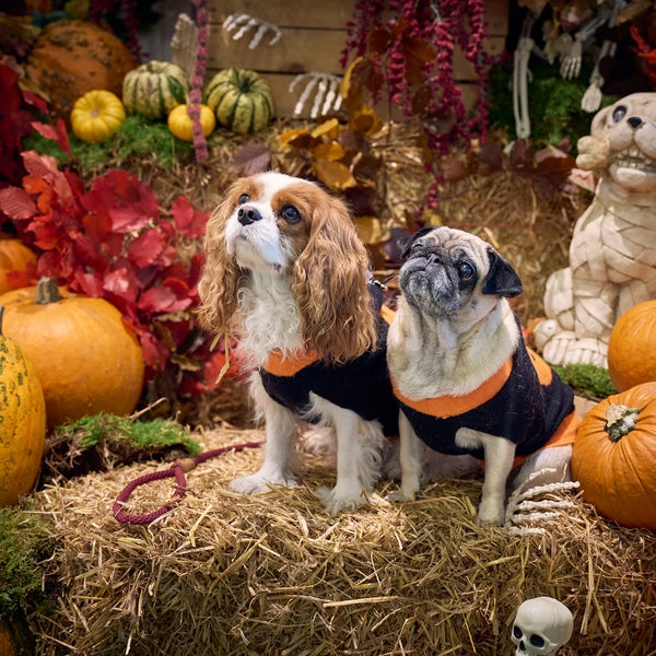 Howl-o-ween