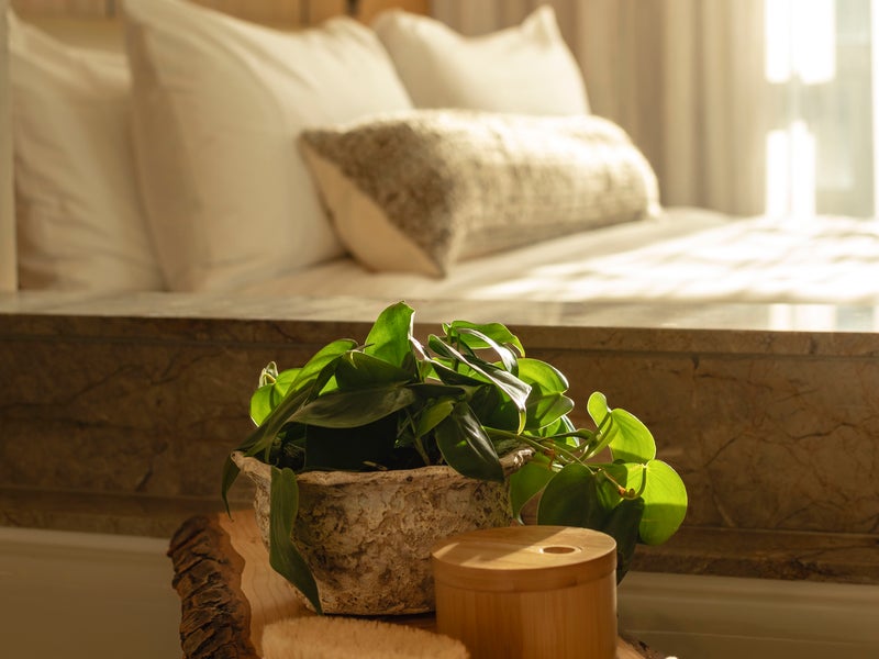 Plant on bedside table