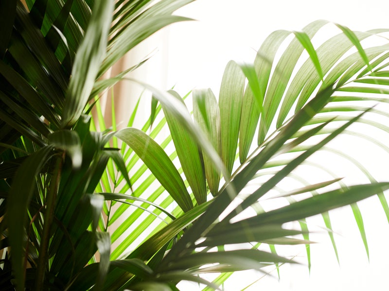 Fern leaves