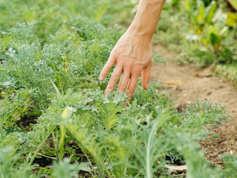 Woman tending to garden