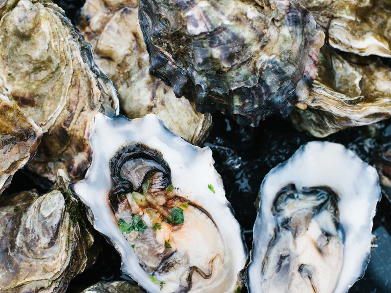 Oysters