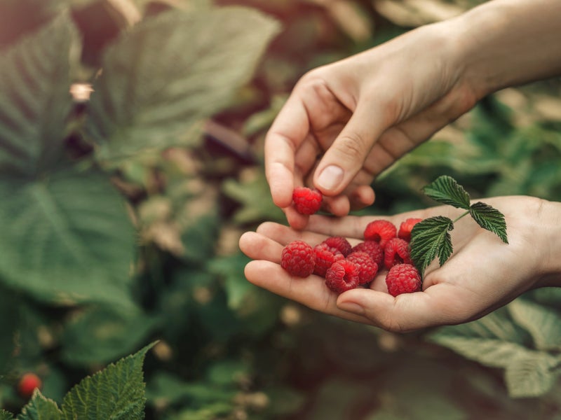 Fruit in hand