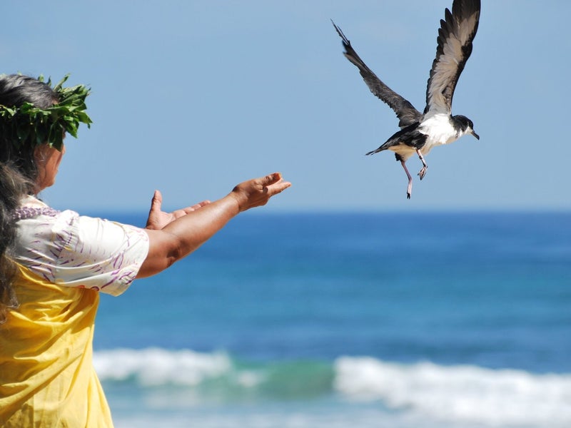 Person releasing a bird