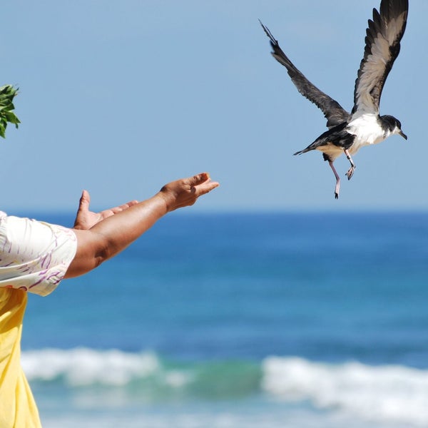 Person releasing a bird