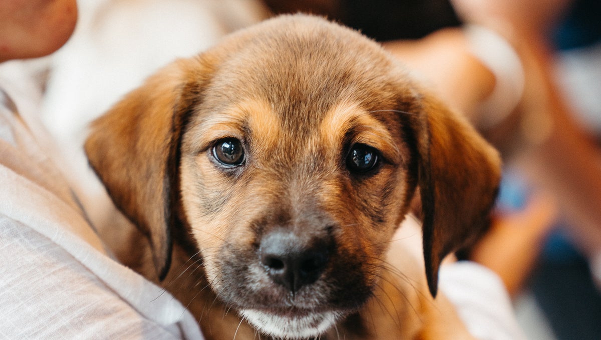 Puppies in Woman's Arms