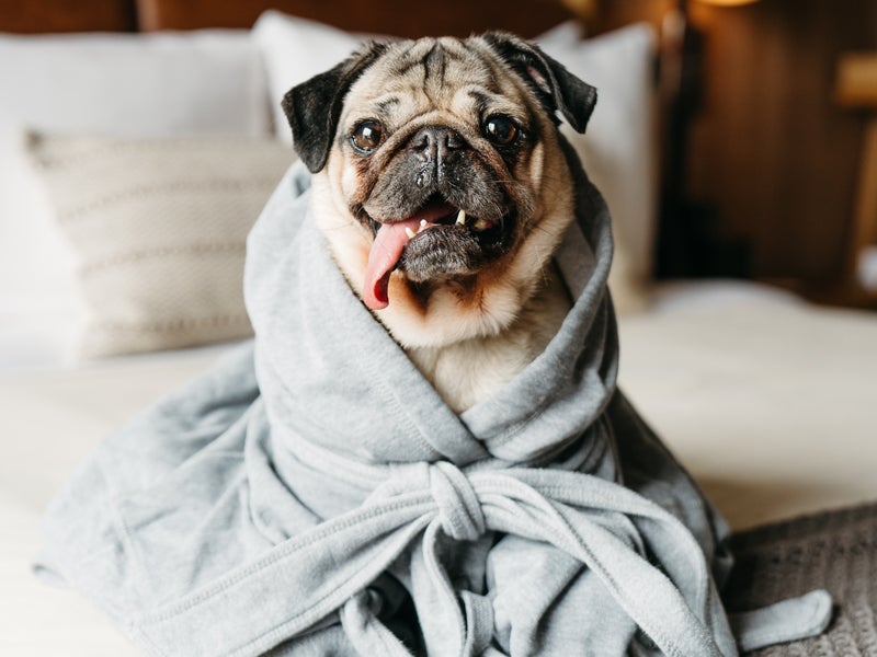 Dog
