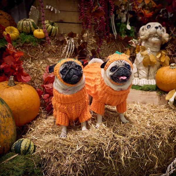 Dog halloween