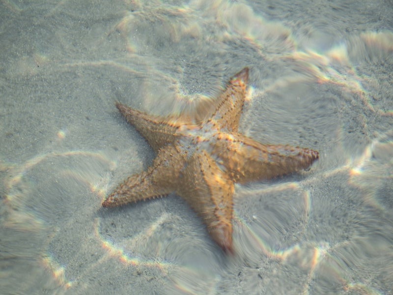 A starfish underwater