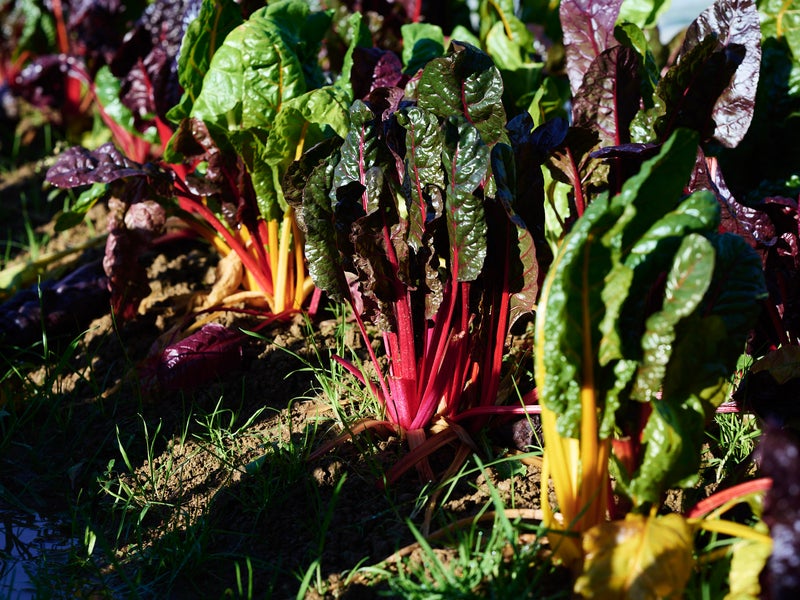 Vegetable