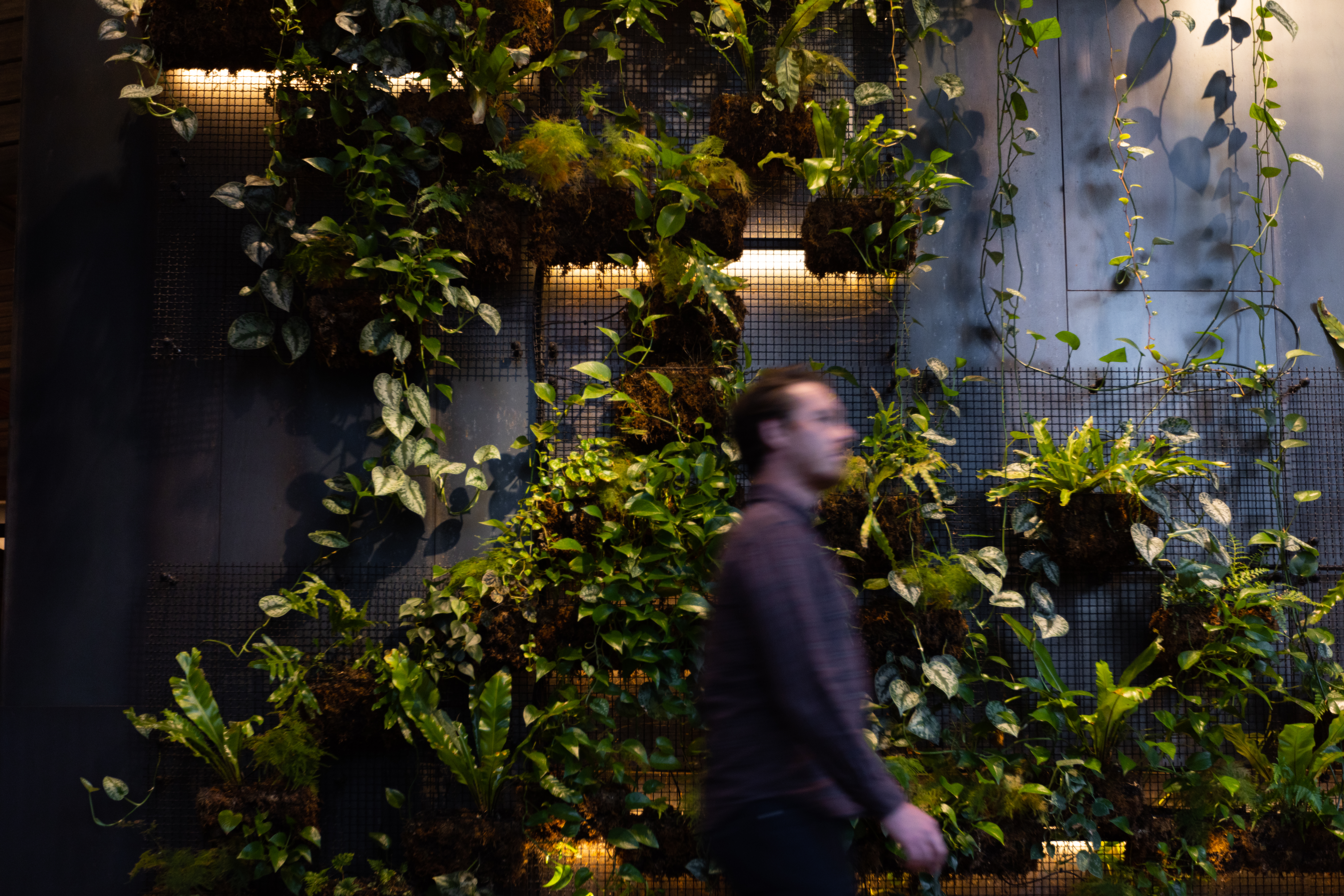 A green eco wall acts as a backdrop for a passerby who is out of focus