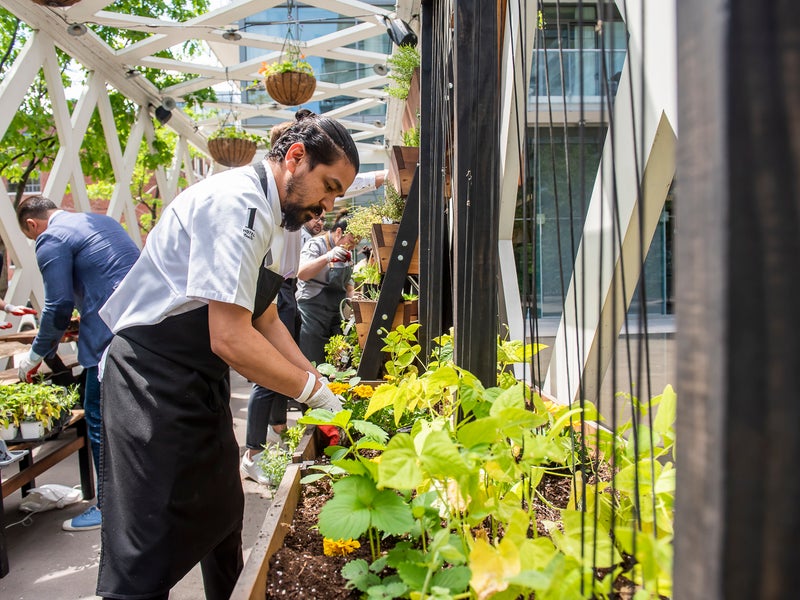 Person tending to a garden