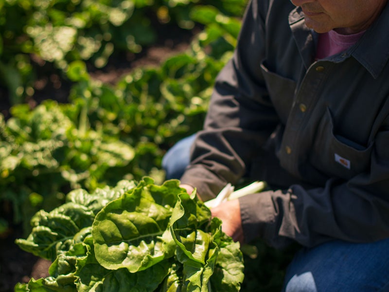 Person tending to a plant in a garden