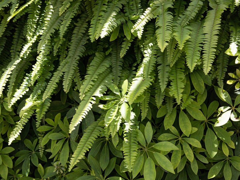 Plants
