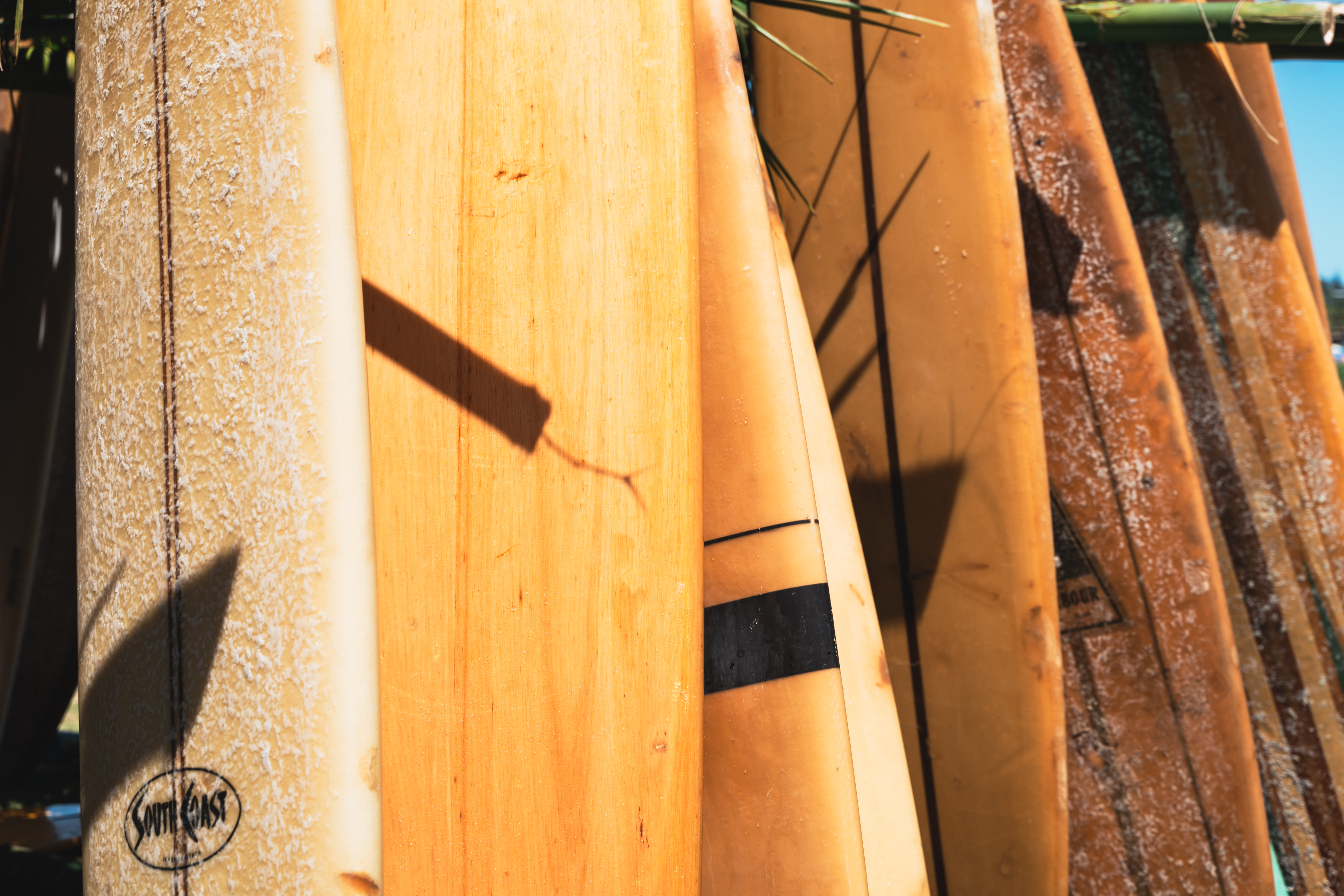 decorative pinetrees