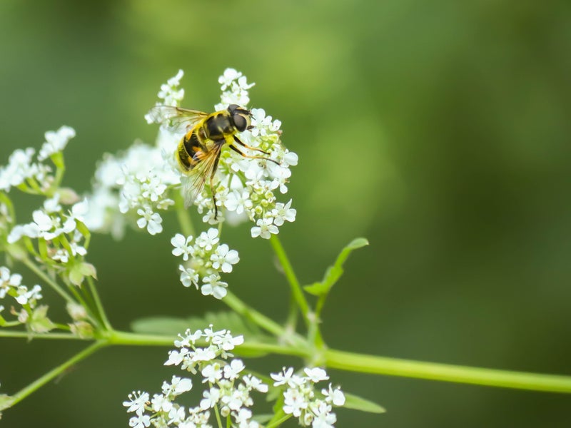 a bee
