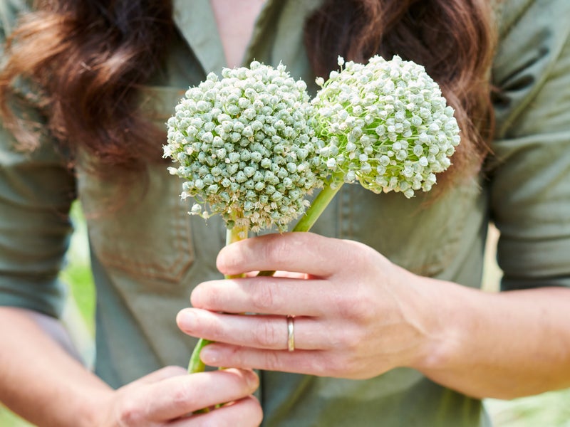Woman holding plants