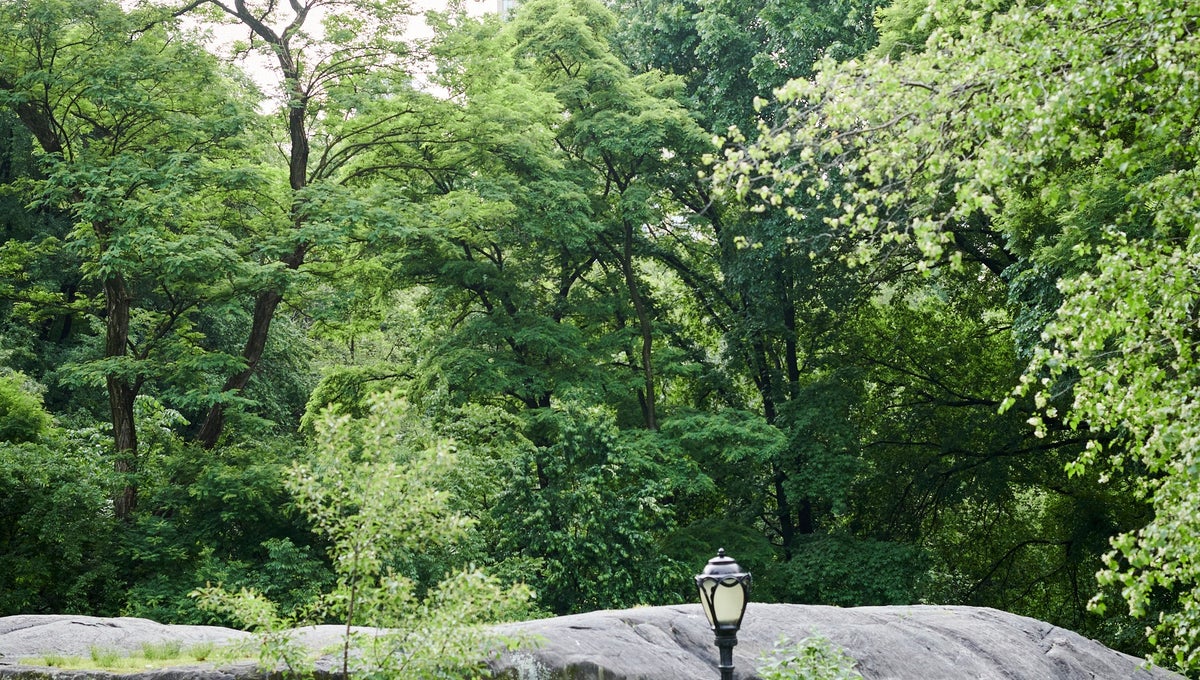 Central park view with rock and trees and building at the background
