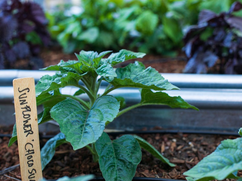 Tomato plant