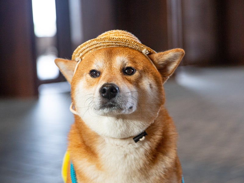 Dog wearing a hat 