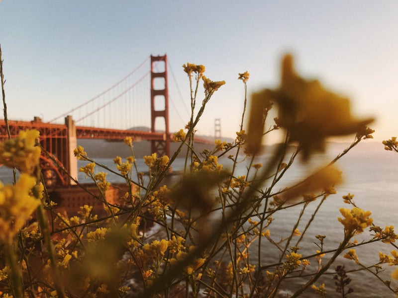 Golden Gate Bridge with flowers in the foreground