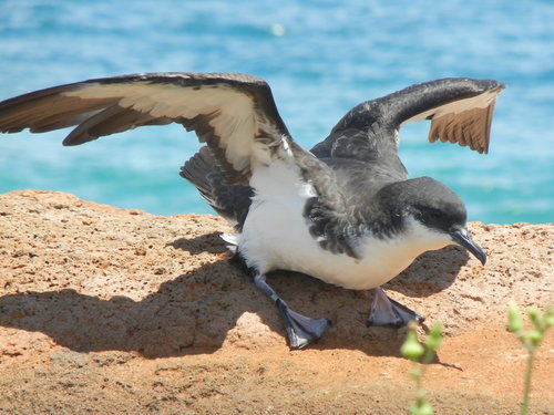 Seagull flapping its wings