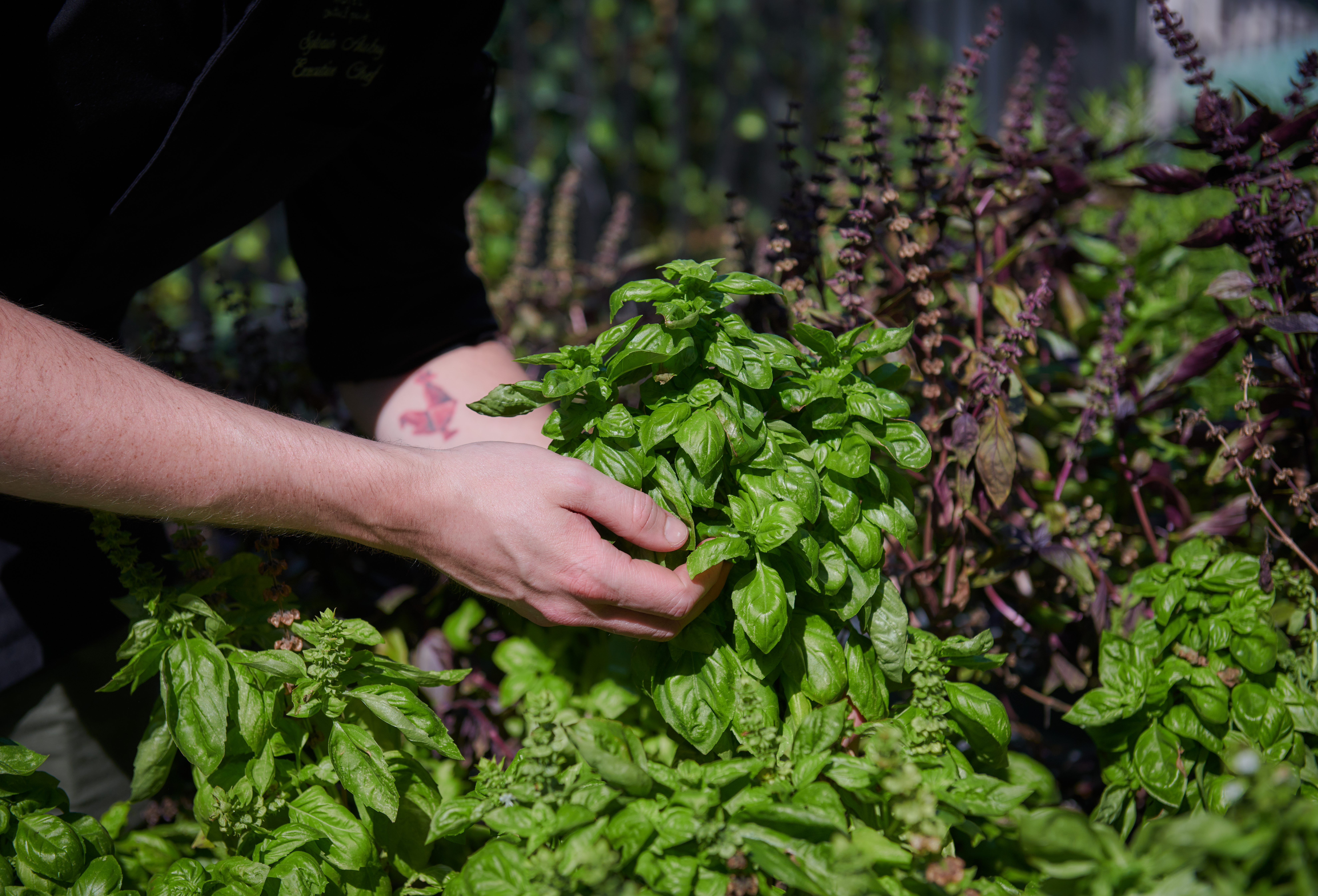 Basil plants with people's hands