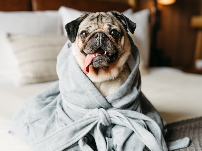 Dog in a robe