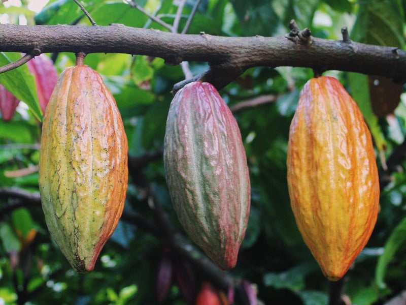 Cacao pods