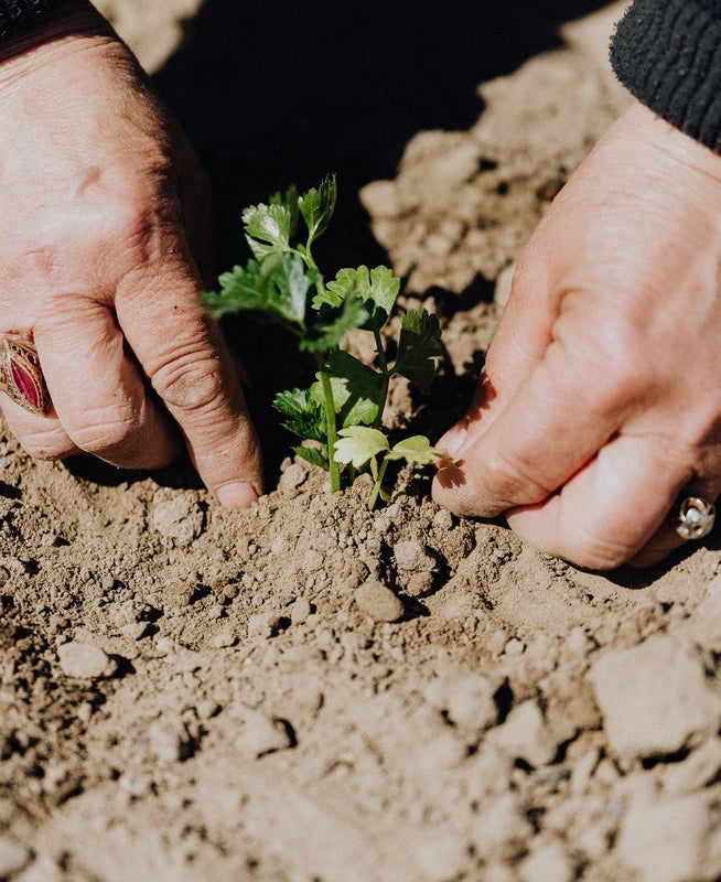 Person planting a sprout in the dirt