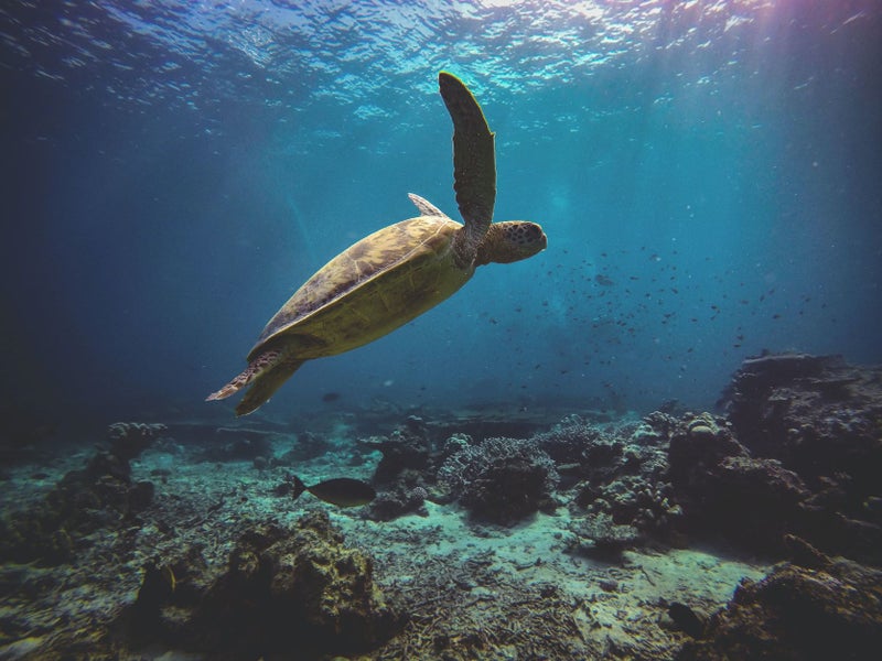 A sea turtle swimming in the ocean
