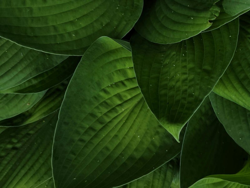 leaves