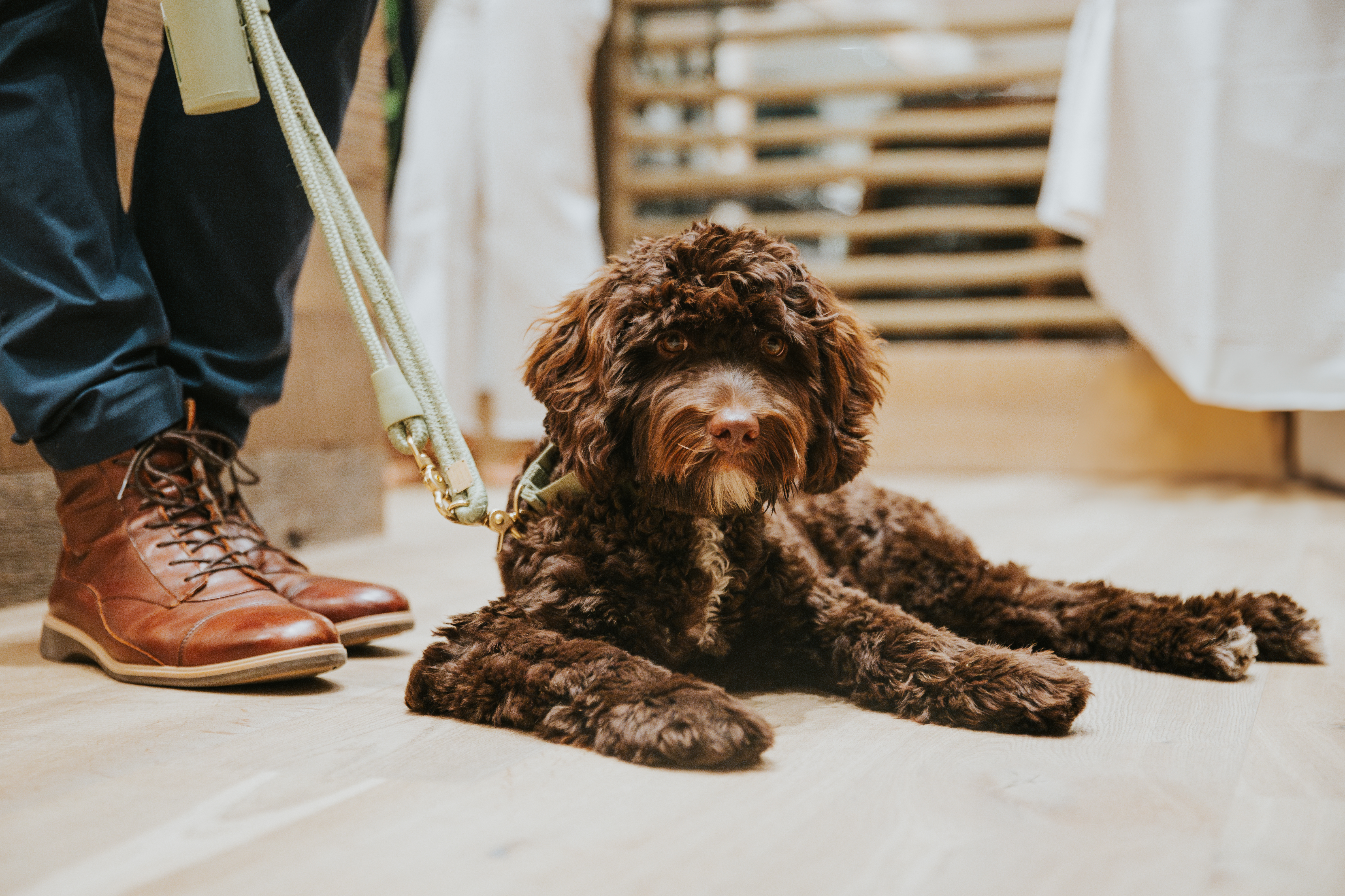 Un chien assis gentiment aux pieds de son maître