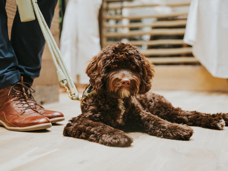 A dog sitting nicely by its owners feet