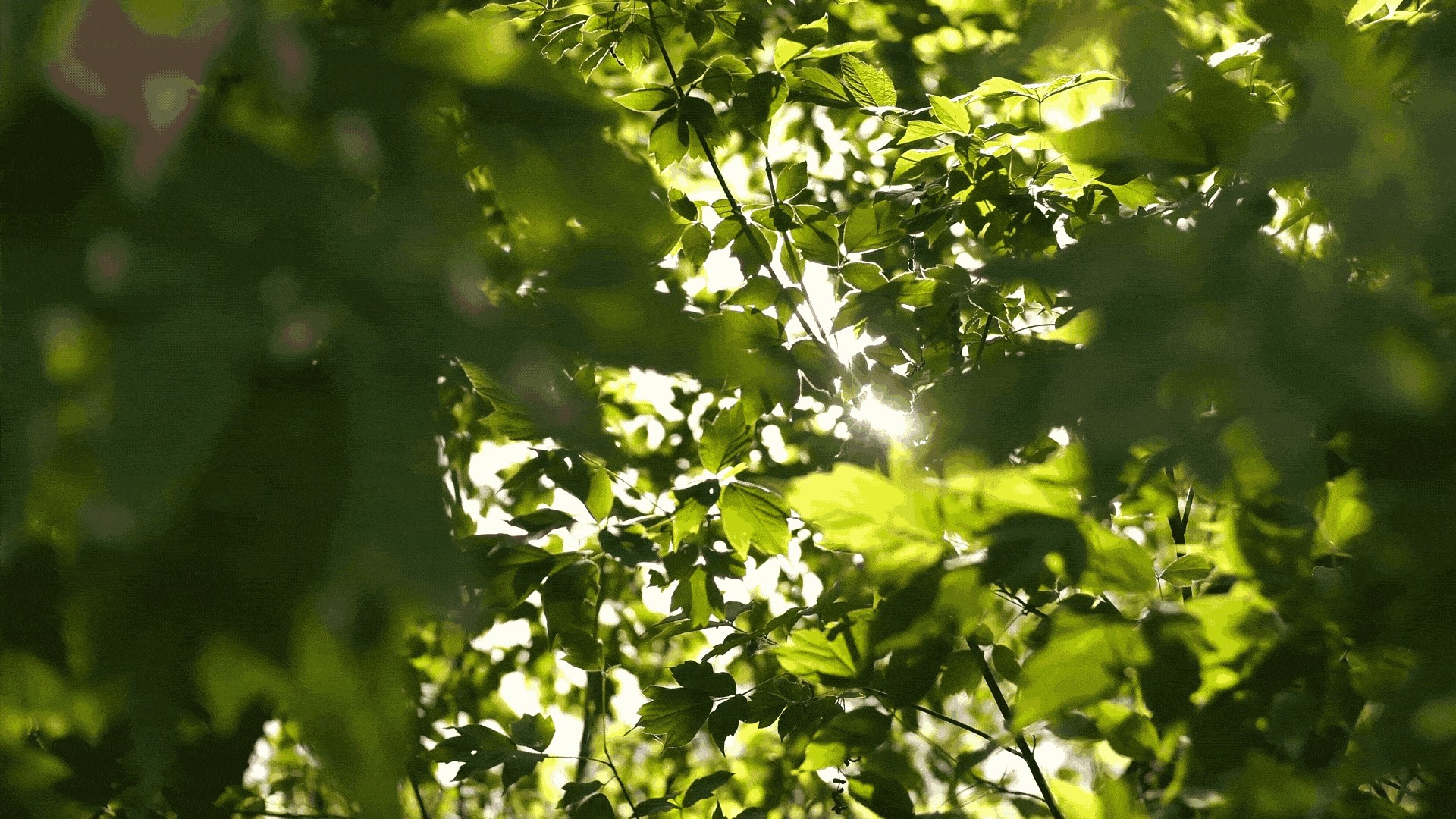 Light rays shine through green foliage