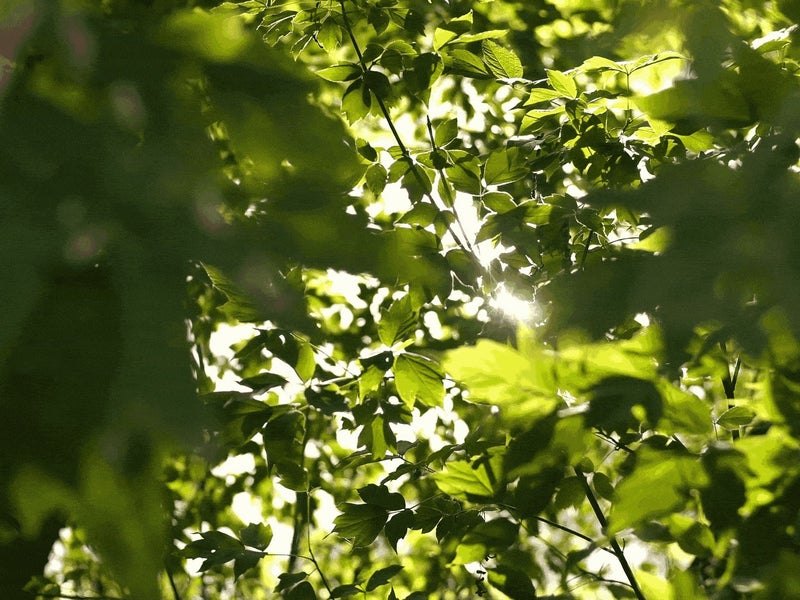 Light rays shine through green foliage
