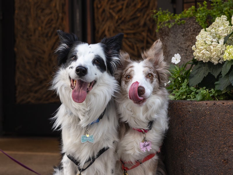 dog
