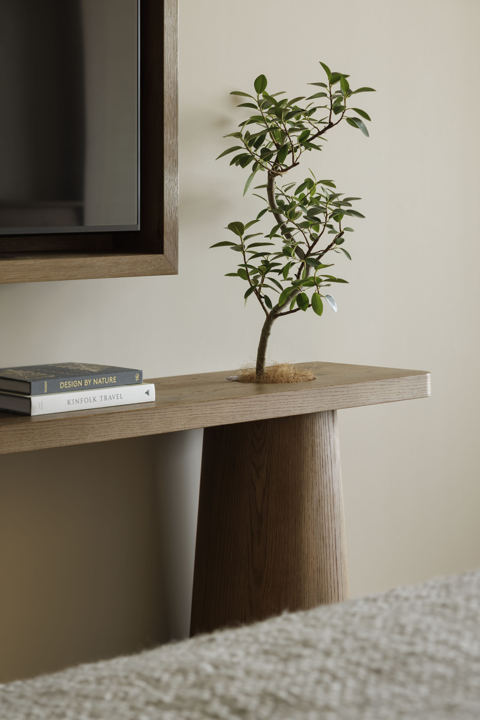 Succulent plant on tv counter