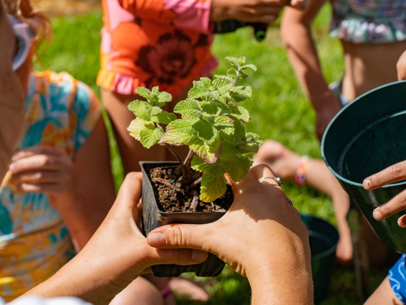 Seedlings Workshop