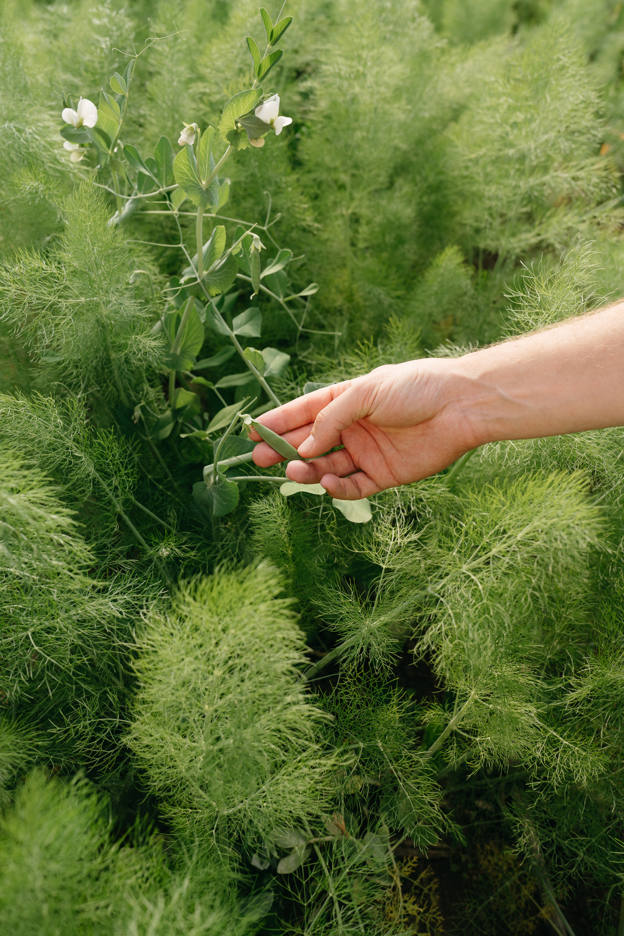 a person holding a plant