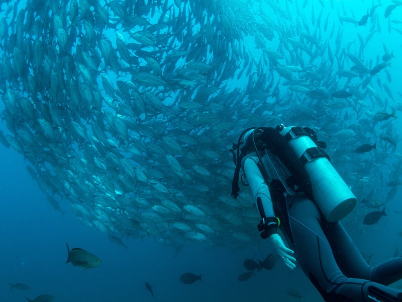 Diver swimming near a large school of fish