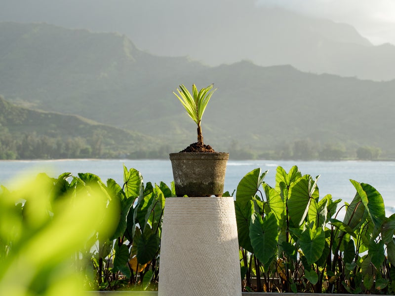 Rooftop Garden