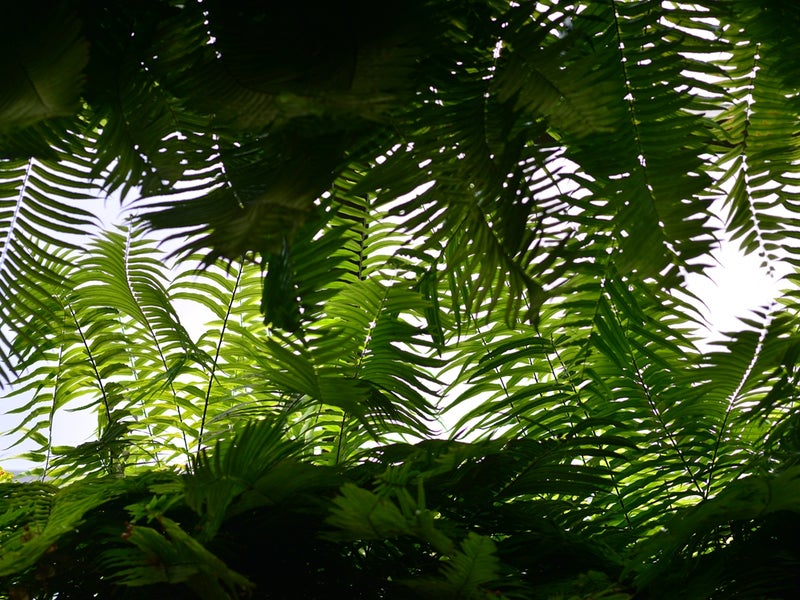 Plants