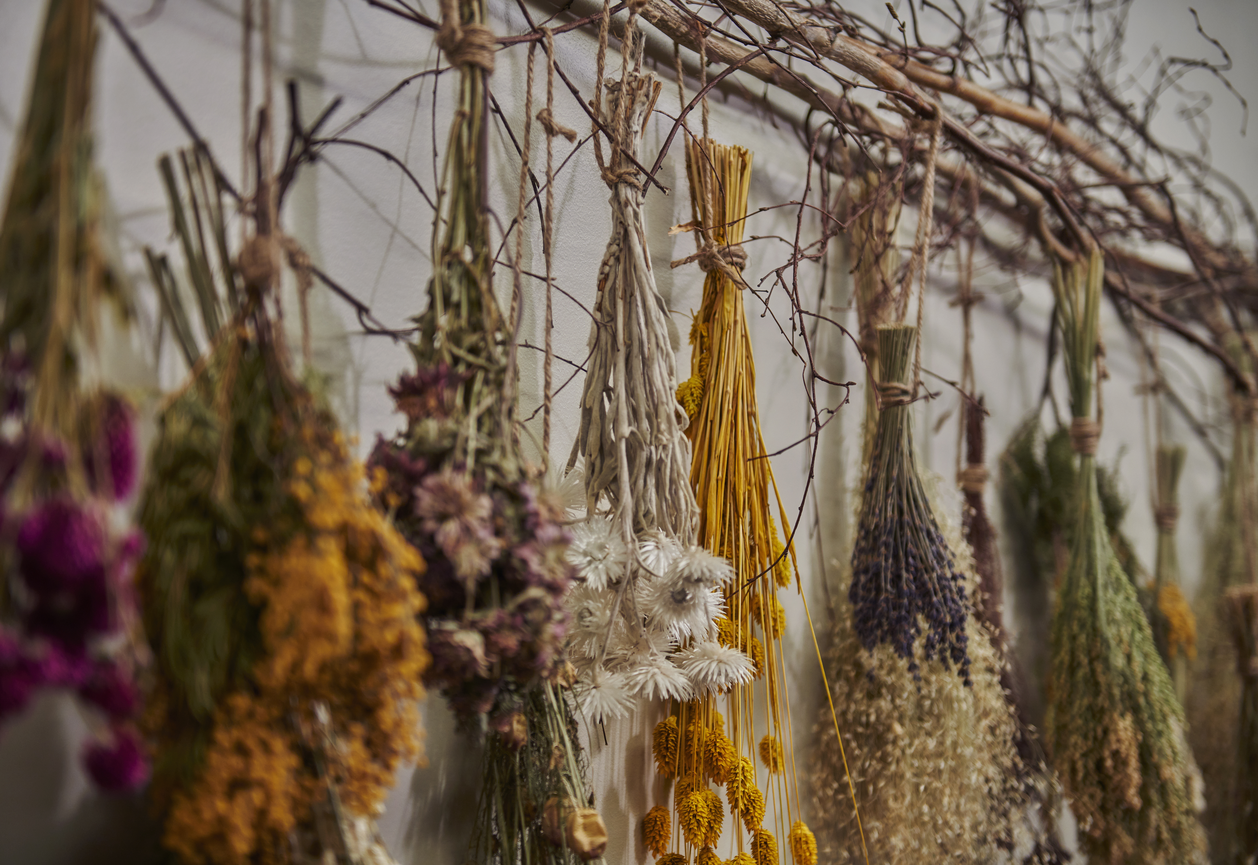 Dried Flowers