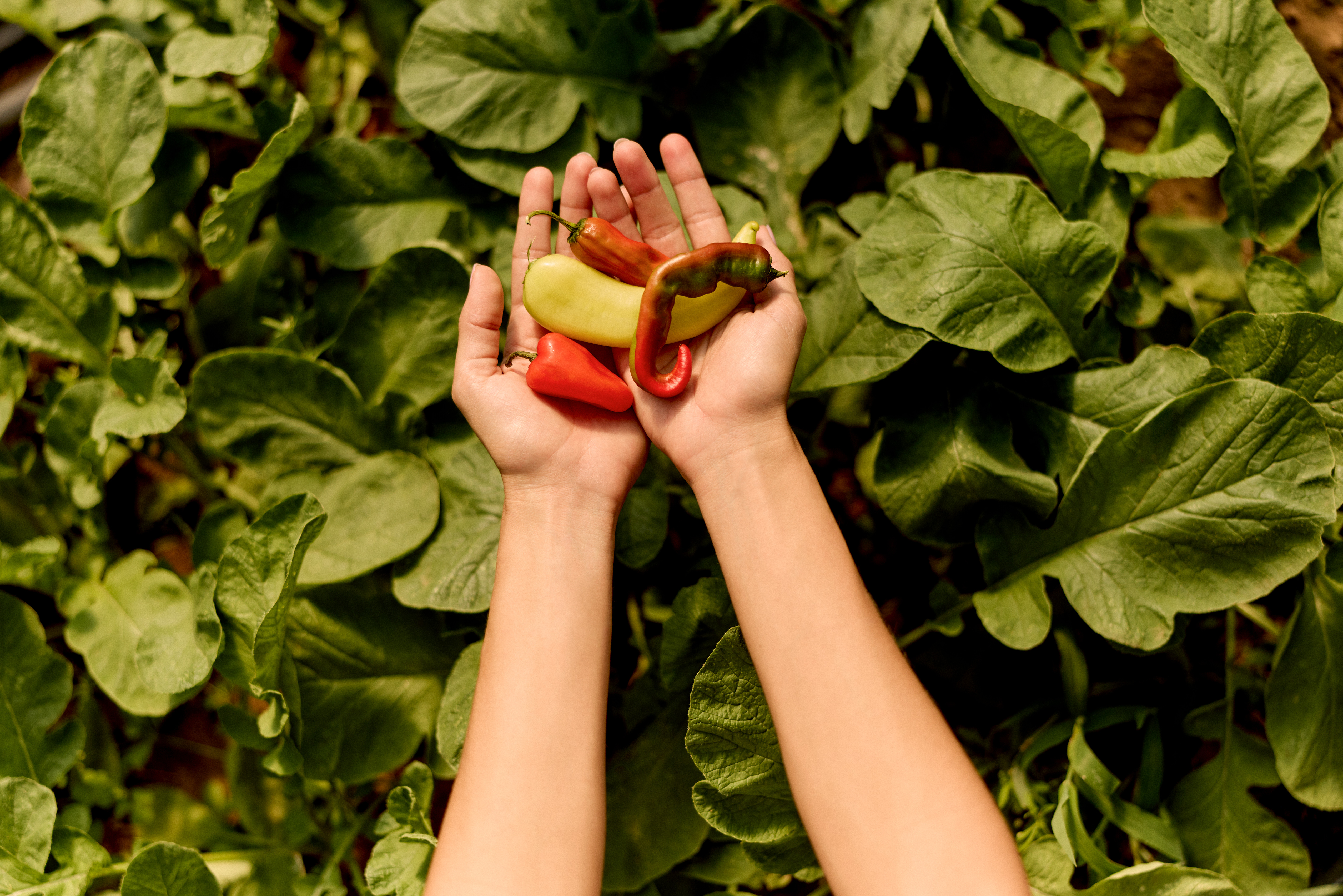 Hand holding peppers